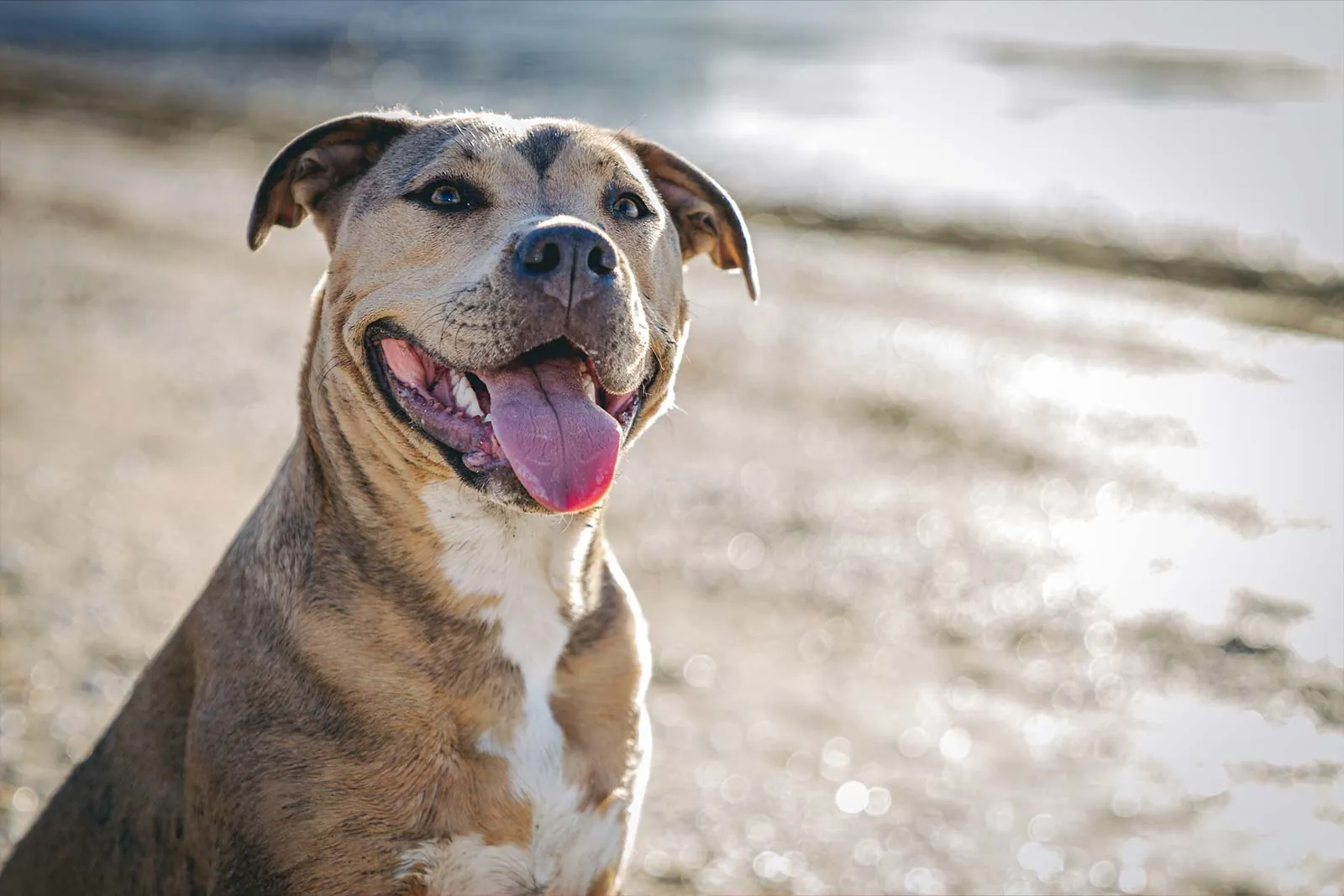 Family dog portrait at the beach